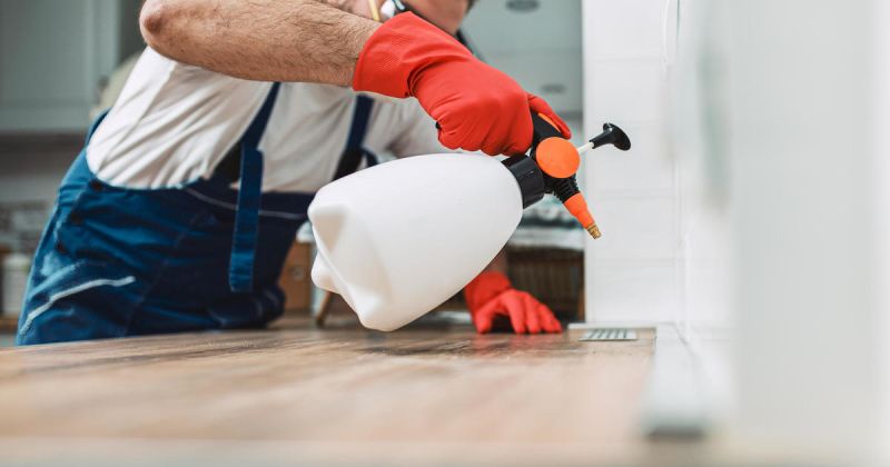 Ben’s Pest Control: Your Trusted Partner for Pest Control in Port St Lucie and Fort Pierce, FL